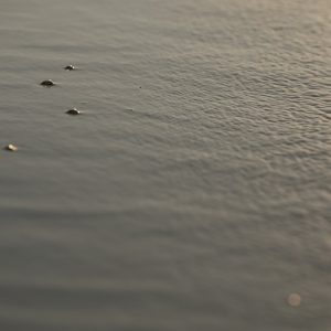 An original gift for a photography lover
