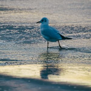 Author’s photography prints on fine art paper