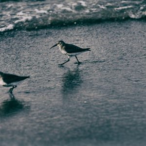 Fine art prints