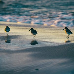 Nature photography
