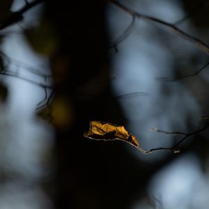 Wyjątkowe fotografie w twoim domu